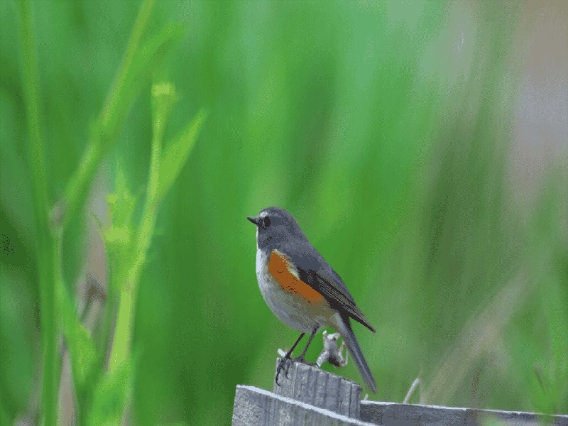 国内哪可以代怀,国内试管移植子宫状态（中信试管预移植）